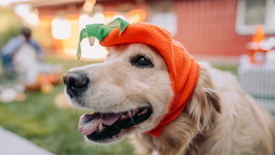 Photo of costumed dog on Halloween