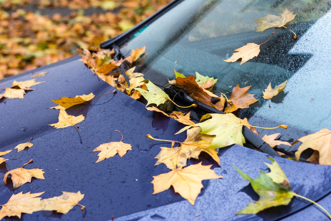 Car with autumn foliage on windscreen