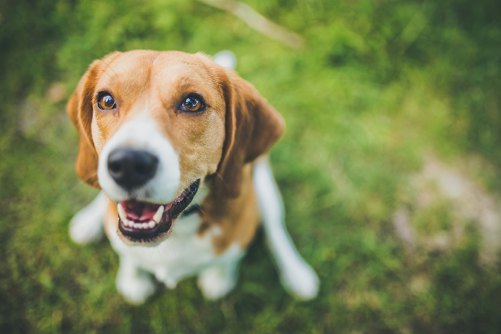 Beagle dog sitting in green grass